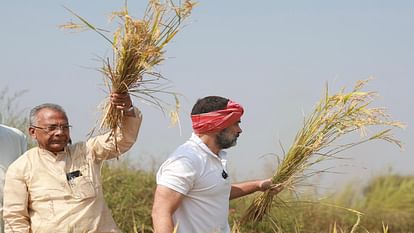 CG chunav 2023: Rahul Gandhi harvested paddy in Raipur, reached field with a towel on his head and a sickle