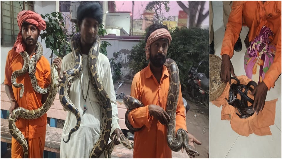 Three smugglers arrested near Banke Bihari temple snakes sold for crores of rupees recovered