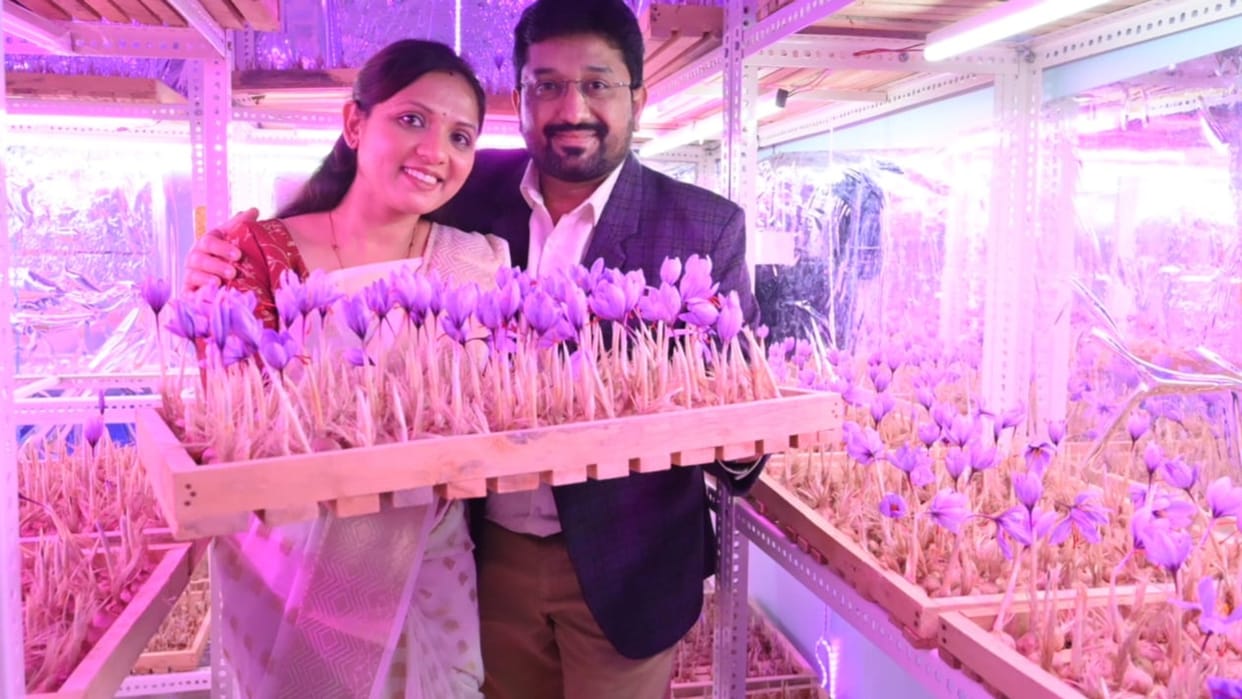 Mandsaur: Started saffron cultivation by a unique beginning through indoor
