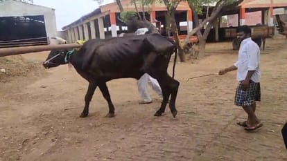 Meerut: Now electricity will generated in cowsheds with power of bulls and read special report
