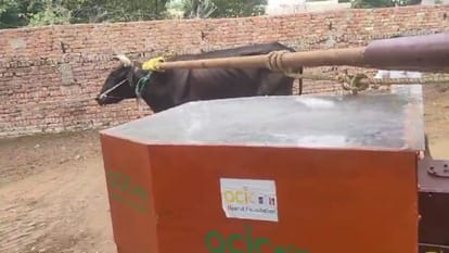 Meerut: Now electricity will generated in cowsheds with power of bulls and read special report