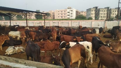 Meerut: Now electricity will generated in cowsheds with power of bulls and read special report
