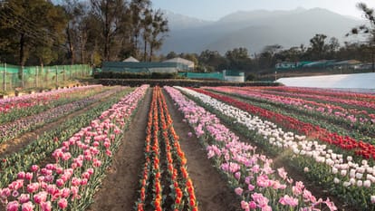 Six colour 50 thousand Tulip Flower Bulbs will be distributed to farmers by CSIR Palampur