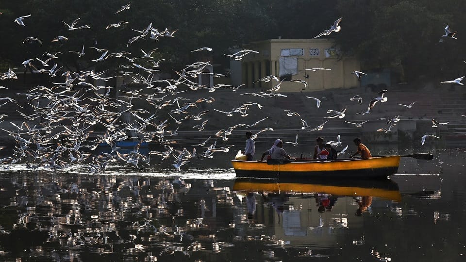 Migratory birds started liking Delhi, camped on the banks of Yamuna