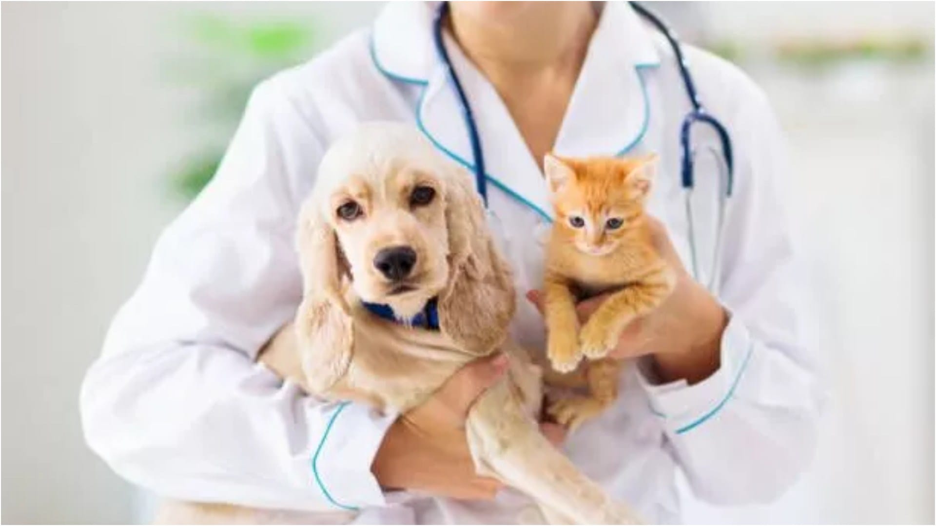 Essential Pet Care Tips and Tricks for Cats and Dogs Know Pet Parent Guide