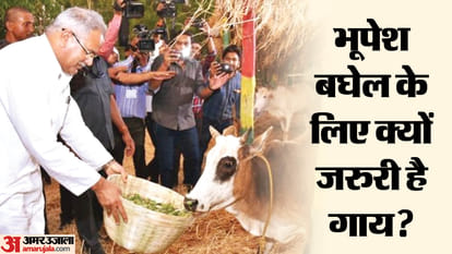 Chhattisgarh Election 2023 How Congress took over the issues of cow and Ram from BJP in state