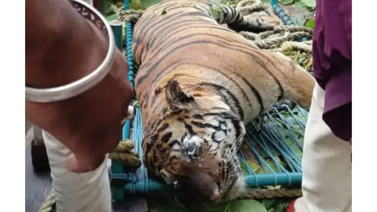 MP News: Dead body of tiger found in a well, was roaming around for two months