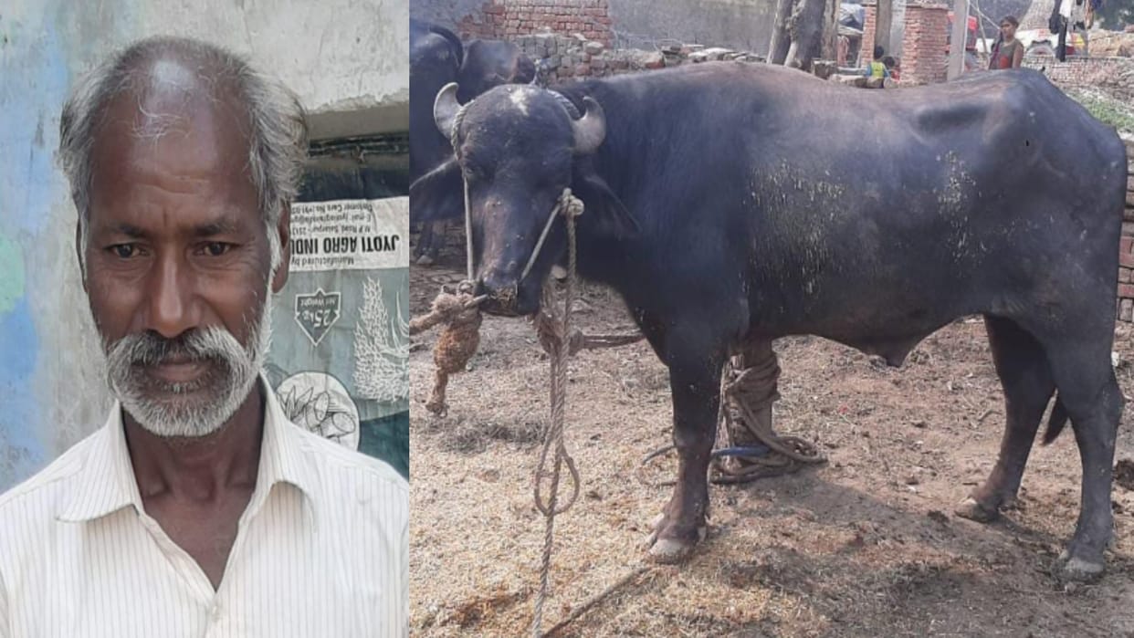 Meerut: Killer male buffalo killed a farmer, kept hitting him in the chest till he died