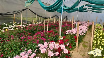 Himachal Mandi News: 50 percent production of ornamental flowers fell in Seraj Valley