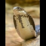Cobra