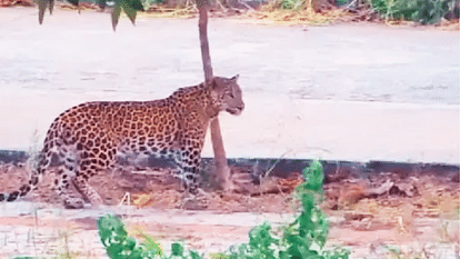 Leopards were seen fearless in Indore IIT wild life