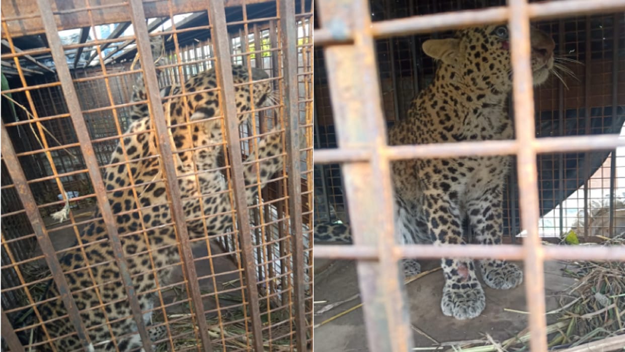 Guldar has imprisoned in cage of forest department after had killed a teenager in Bijnor