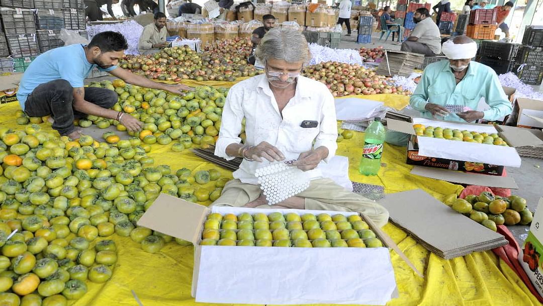 Kullu News: Japanese fruit gets good prices, gardeners laugh