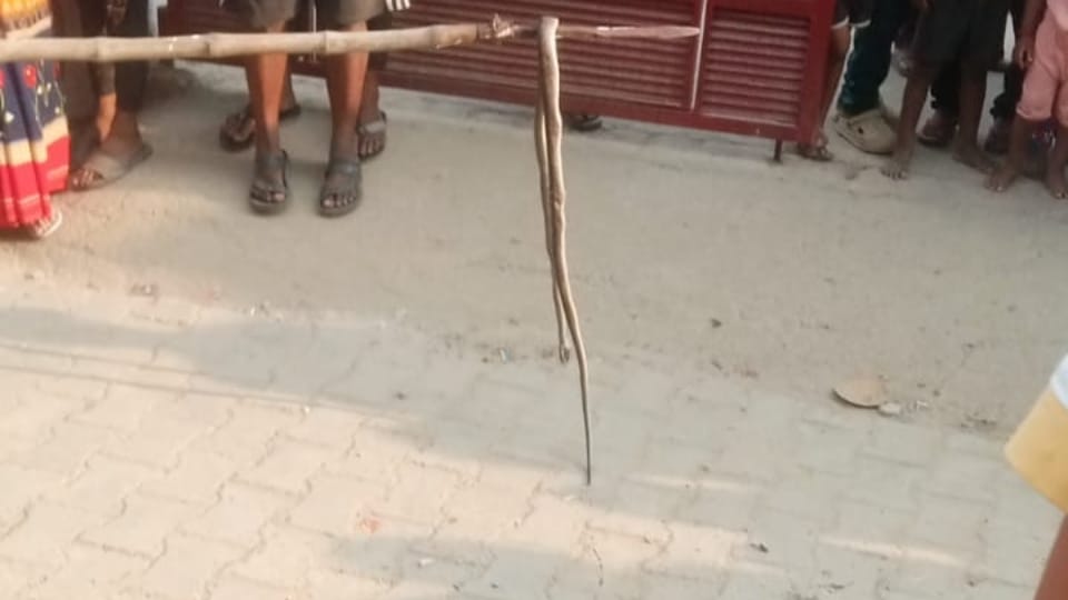 People killed the snake by beating it with sticks in Budaun