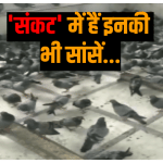 पक्षी भी प्रदूषण की चपेट में