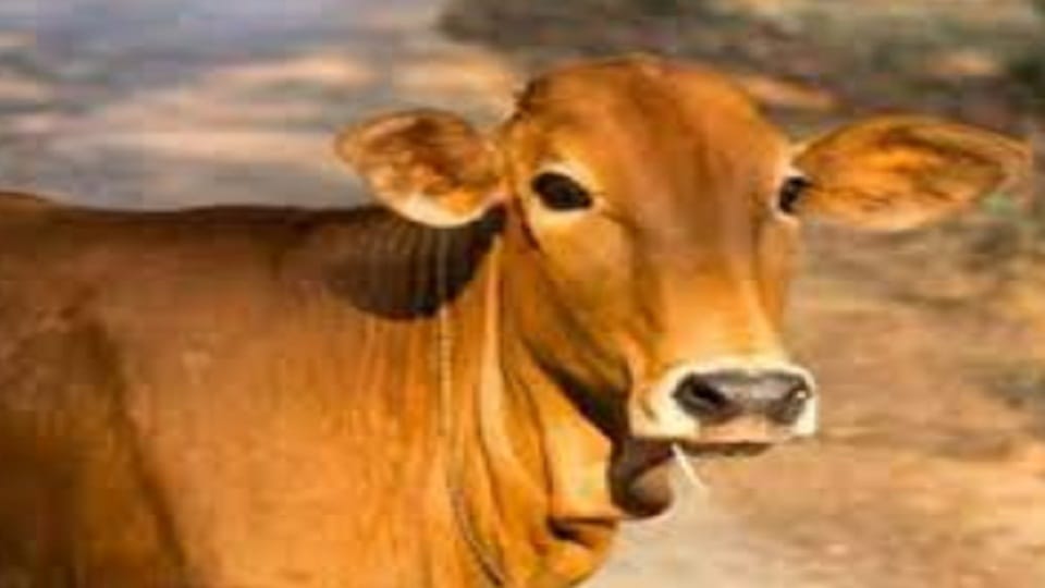 25 animals will be slaughtered in a day in Ramnagar slaughter house
