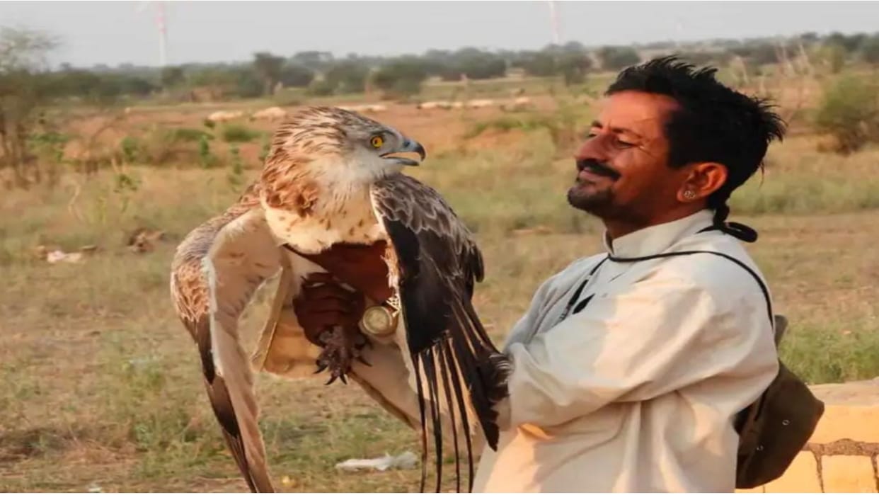 Snake eagle dies after getting hit by high tension wire