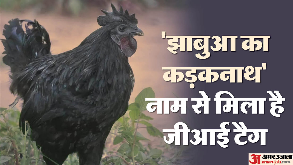MP Election: Why the price of Jhabua Kadaknath hiked by Rs 2,000, link with the politics of tribal belt