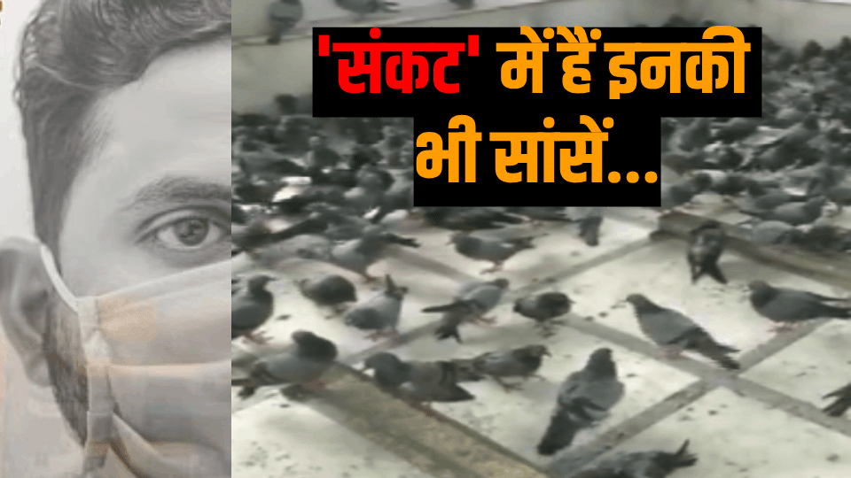 birds are having difficulty in breathing Due to increasing pollution in Delhi