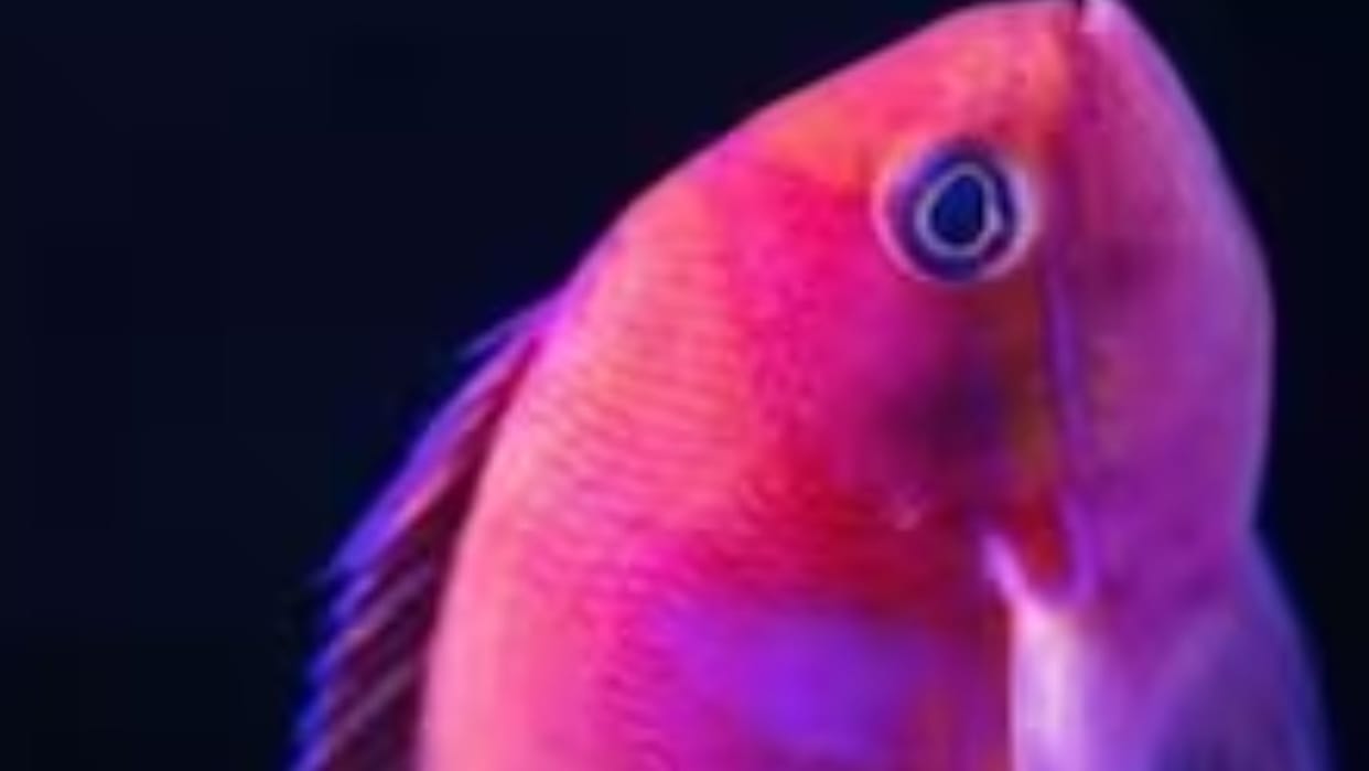 Ajab-Gajab: world strangest flashing tilefish changes colour like a chameleon watch viral video