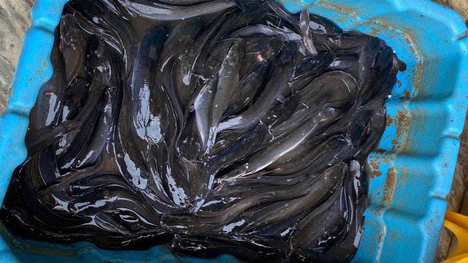 meat seller was selling banned Thai Mangur fish in name of increasing sexual potency In Agra