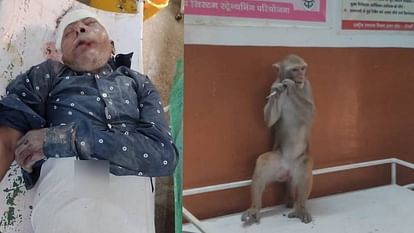 Immense love seen between monkey and owner in Firozabad