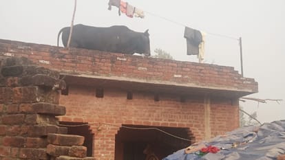 bull climbed on the roof of the house in the Livestock Minister assembly constituency in bareilly