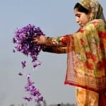 Kashmir Saffron