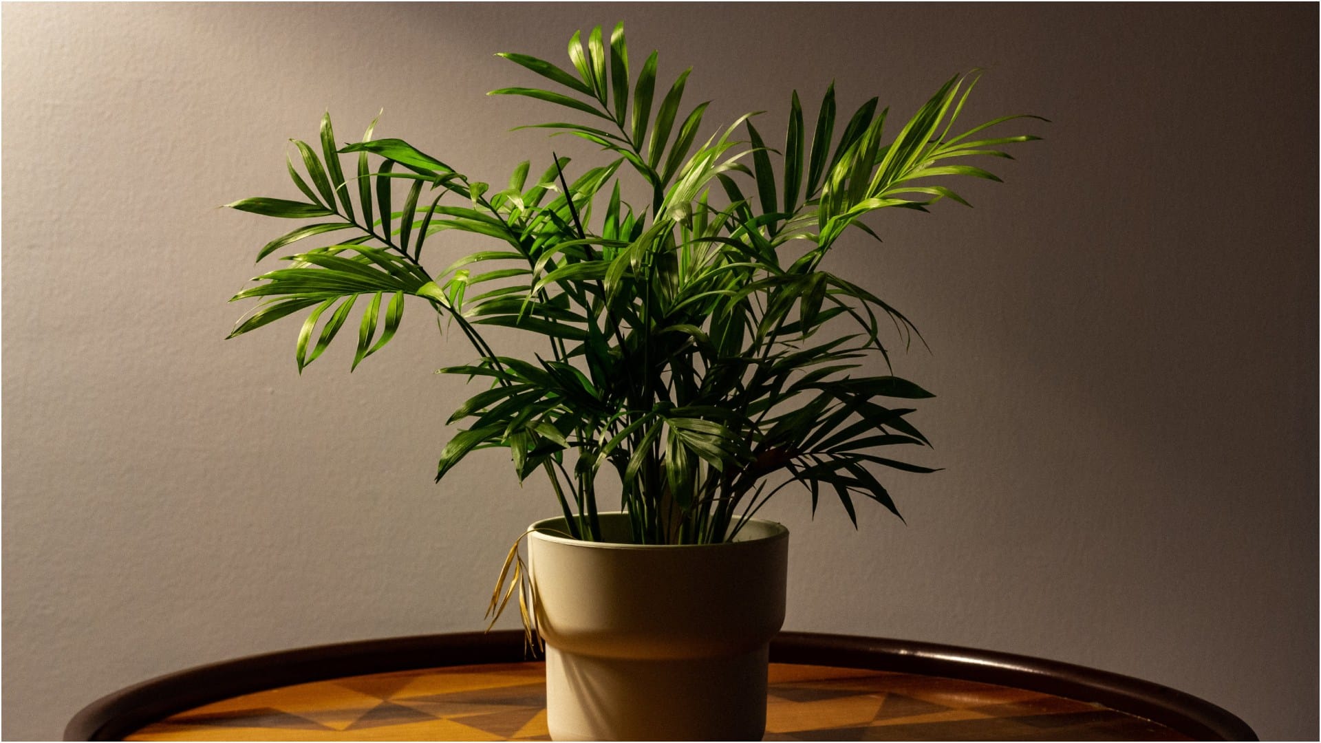Small Space Gardening Tips at Home in Hindi