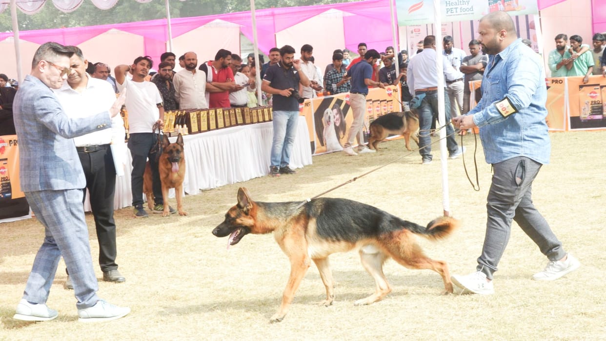Indian and foreign dogs created a stir, won awards, German Shepherds were seen the most in the show.