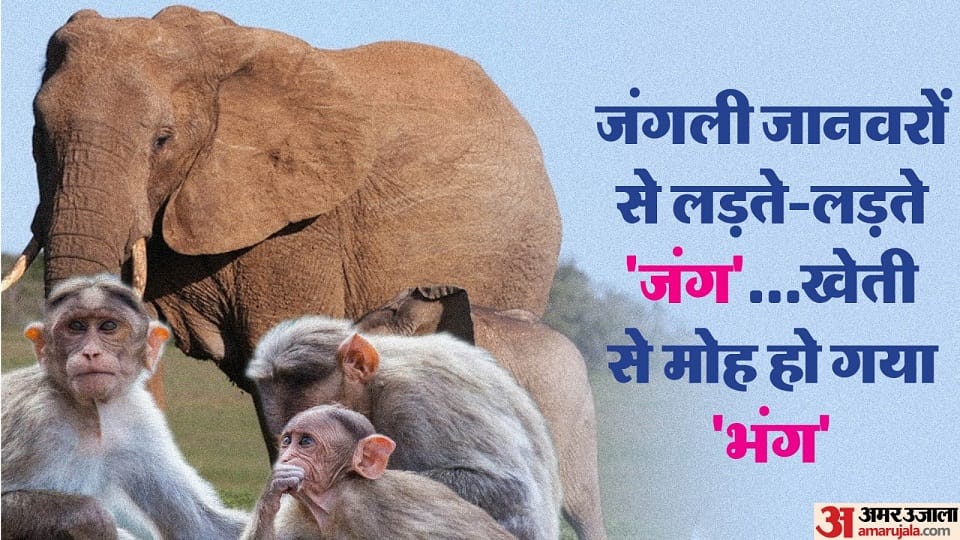 Wild animals are destroying the crops in hilly areas in uttarakhand