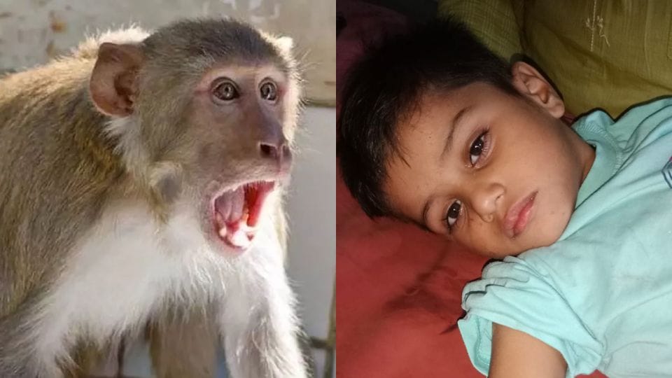 Monkeys bit and injured child in Nahal village of Ghaziabad