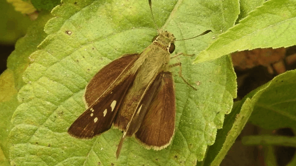75 species of rare butterflies seen in Biodiversity Park