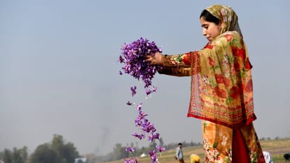 Kashmir Saffron