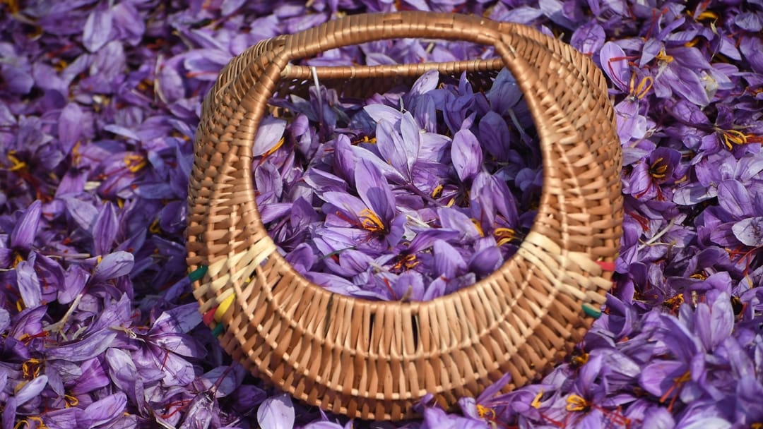 jammu kashmir Saffron production declined by over 67 percent from 2010 to 2023