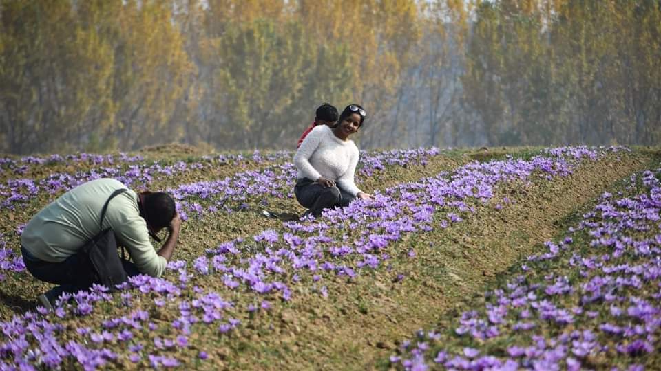 saffron farming in kashmir pulwama pampore millions flowers blooming harvesting started