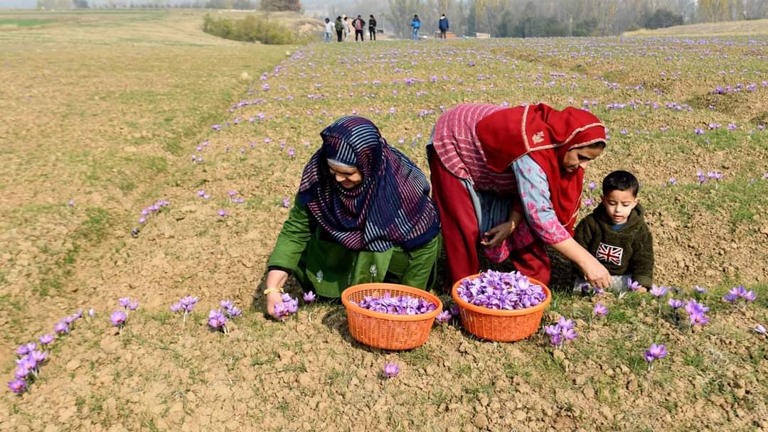 saffron farming in kashmir pulwama pampore millions flowers blooming harvesting started