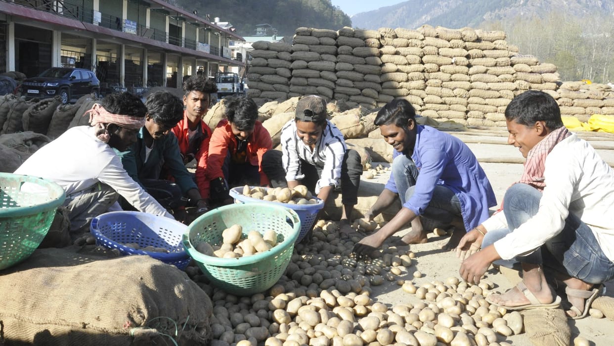 Lahaul Potato Seed reached Manali Supply to 25 state in India