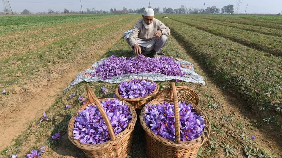 saffron farming in kashmir pulwama pampore millions flowers blooming harvesting started