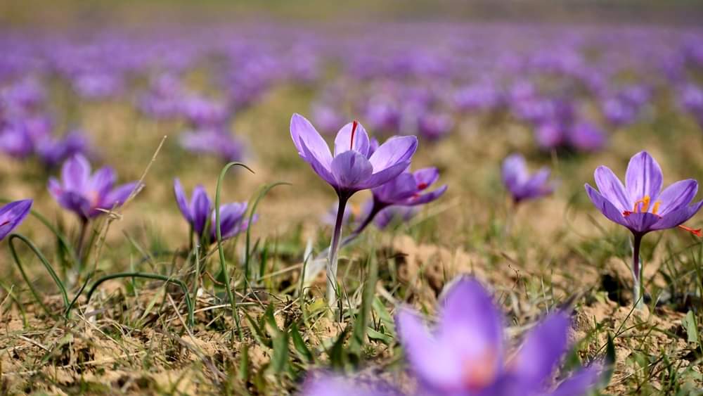 saffron farming in kashmir pulwama pampore millions flowers blooming harvesting started