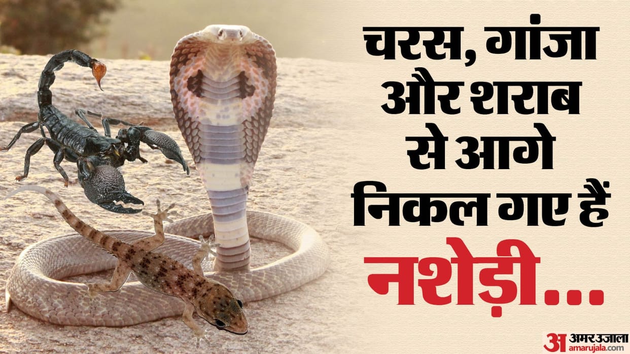 Not only snakes scorpions and lizards also in list of drug addicts they dry their tails and make intoxicants