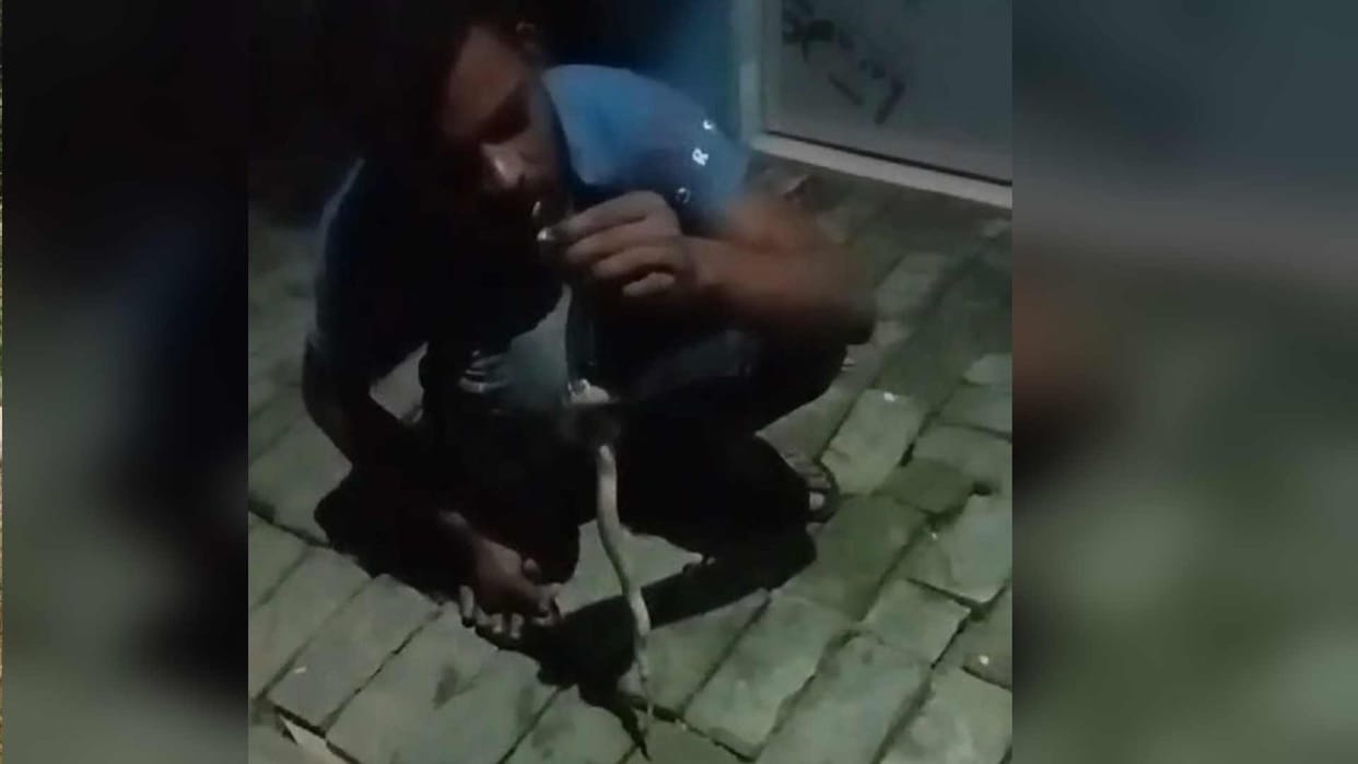 Catching snake and playing with proved costly for a young man one mistake and died