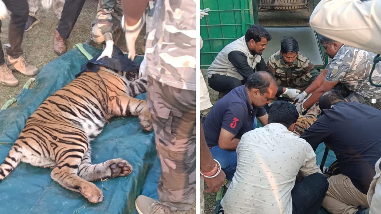 MP Election: Cub injured in tiger fight sent to Bandhavgarh, people spending night in terror