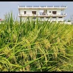 प्राकृतिक खेती।