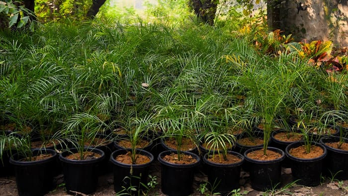 People are planting small plants to avoid indoor pollution