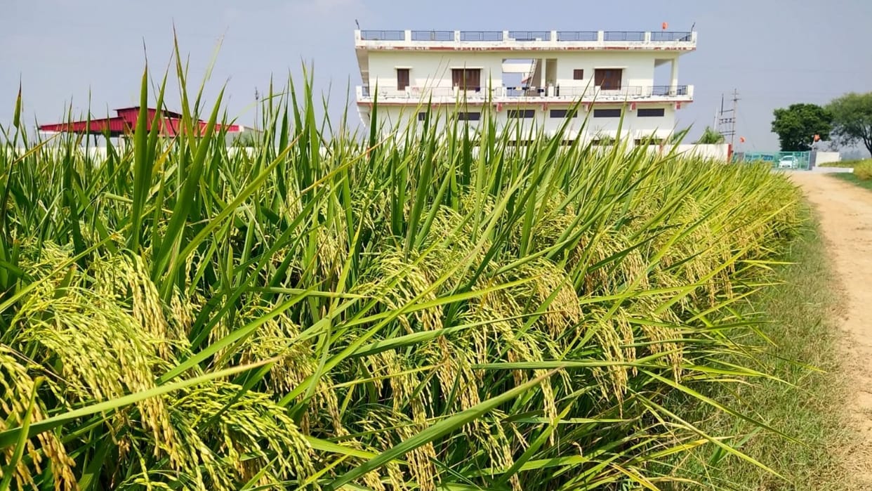 People's inclination towards natural farming is increasing