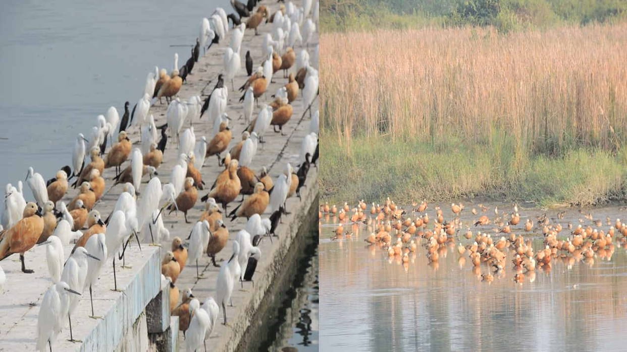 Asan Barrage is buzzing with the chirping of exotic birds, becoming a center of attraction for bird lovers.