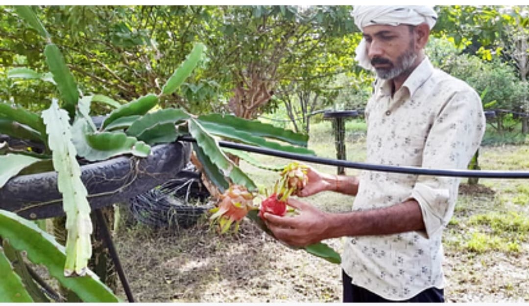 Dragon fruit cultivation started in Bundelkhand, progressive farmers said sow once, get yield for 25 years