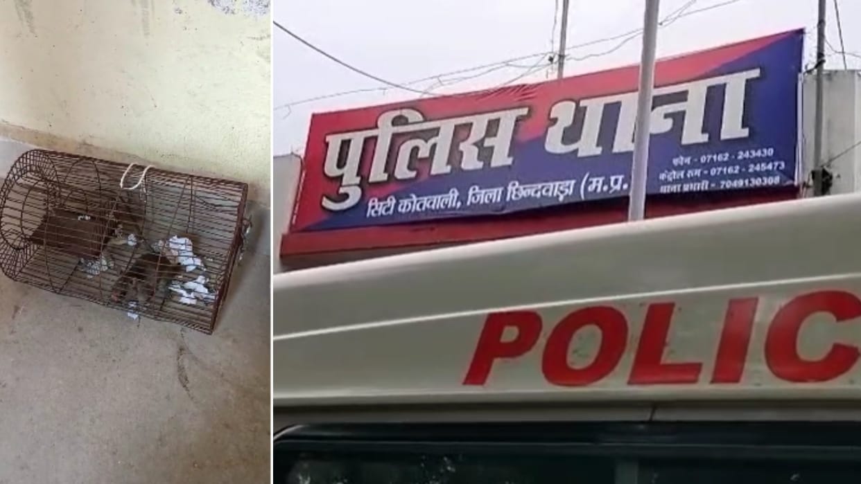 Chhindwara News: Rat fond of alcohol gnaws seizure documents while drunk