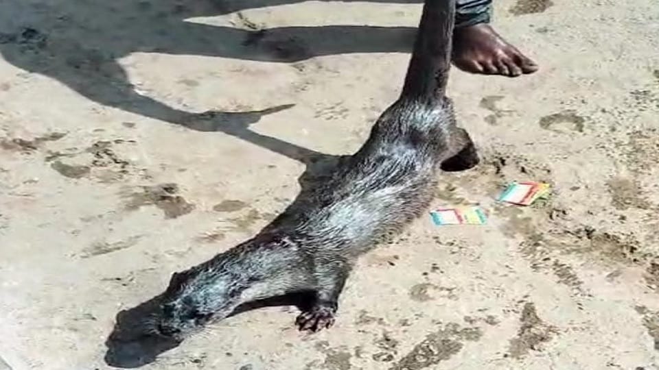 Beaver of extinct species found floating in the pond in Korba